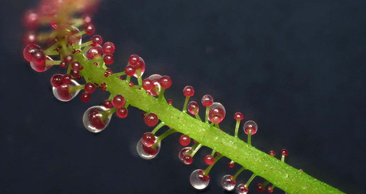 Rare plant turns carnivorous when it is low on a key nutrient