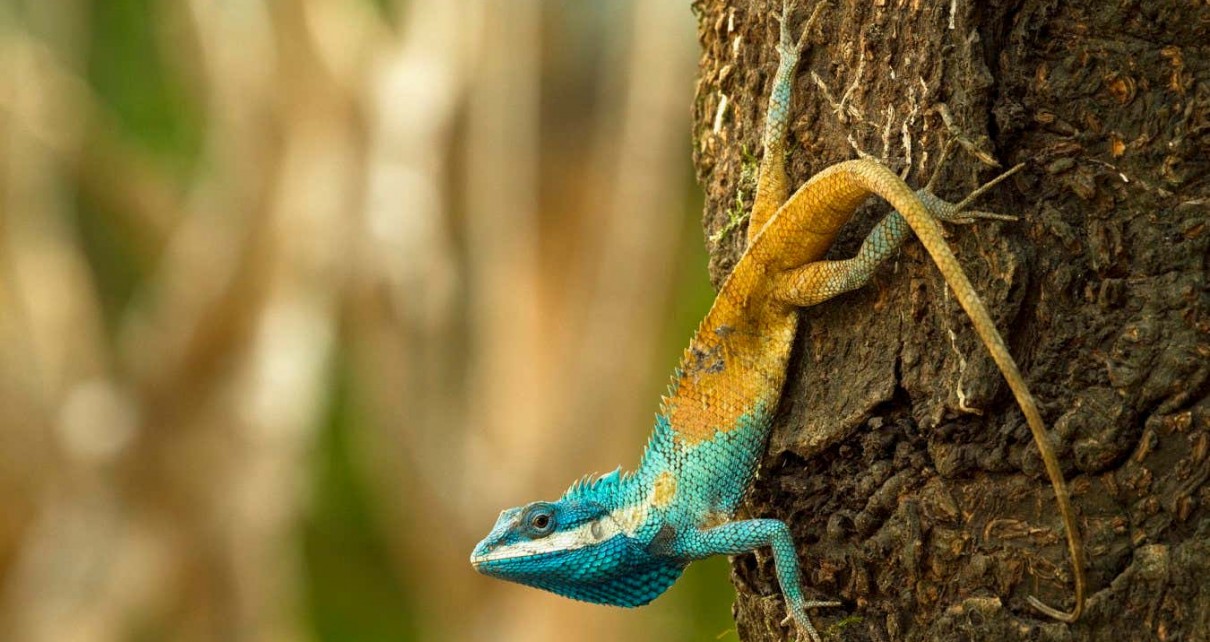 380 new species discovered in the Greater Mekong Region EMBARGOED UNTIL 00:01GMT May 22 Calotes goetzi The Cambodian blue-crested agma, an aggressive lizard that changes color as a defensive mechanism ? Henrik Bringsoe