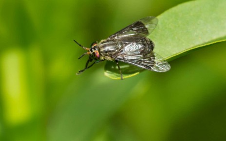 How to avoid deer fly bites, according to science