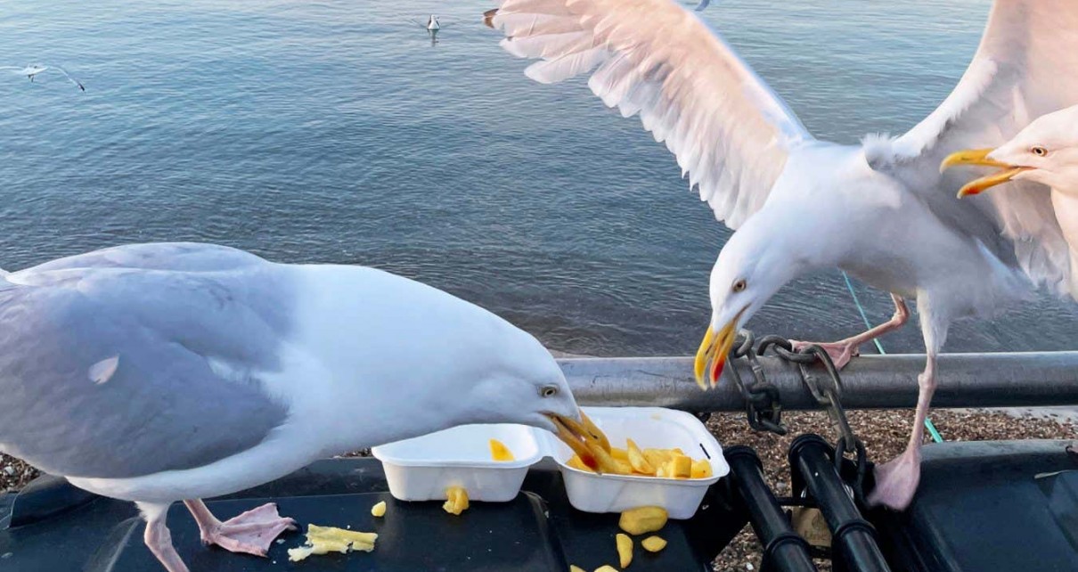 Seagulls choose their meals based on what people nearby are eating