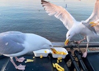 Seagulls choose their meals based on what people nearby are eating