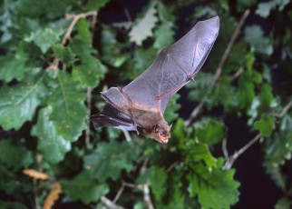 Migrating bats use Earth’s magnetic field to navigate in the dark