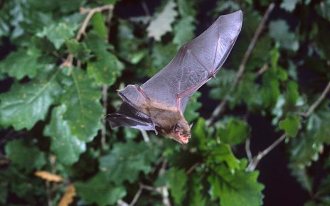 Migrating bats use Earth’s magnetic field to navigate in the dark