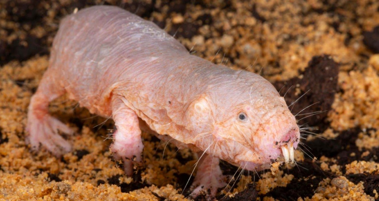 Naked mole rats' hyaluronic acid genes can give mice a longer life