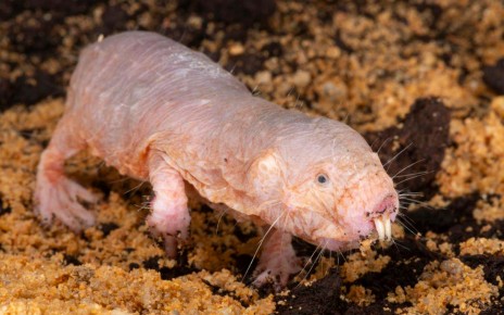 Naked mole rats' hyaluronic acid genes can give mice a longer life