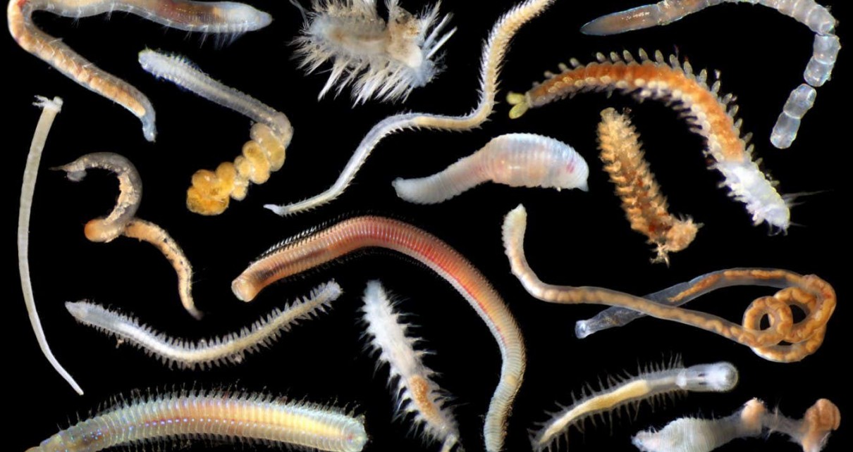 5000 species not known elsewhere live in area set for deep-sea mining