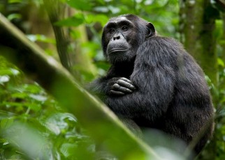 Wild African primates have flame retardants in their faeces