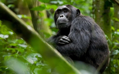 Wild African primates have flame retardants in their faeces