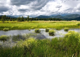 Many US wetlands have now lost protections from the Clean Water Act