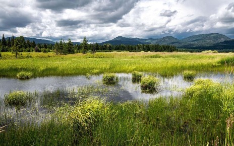 Many US wetlands have now lost protections from the Clean Water Act