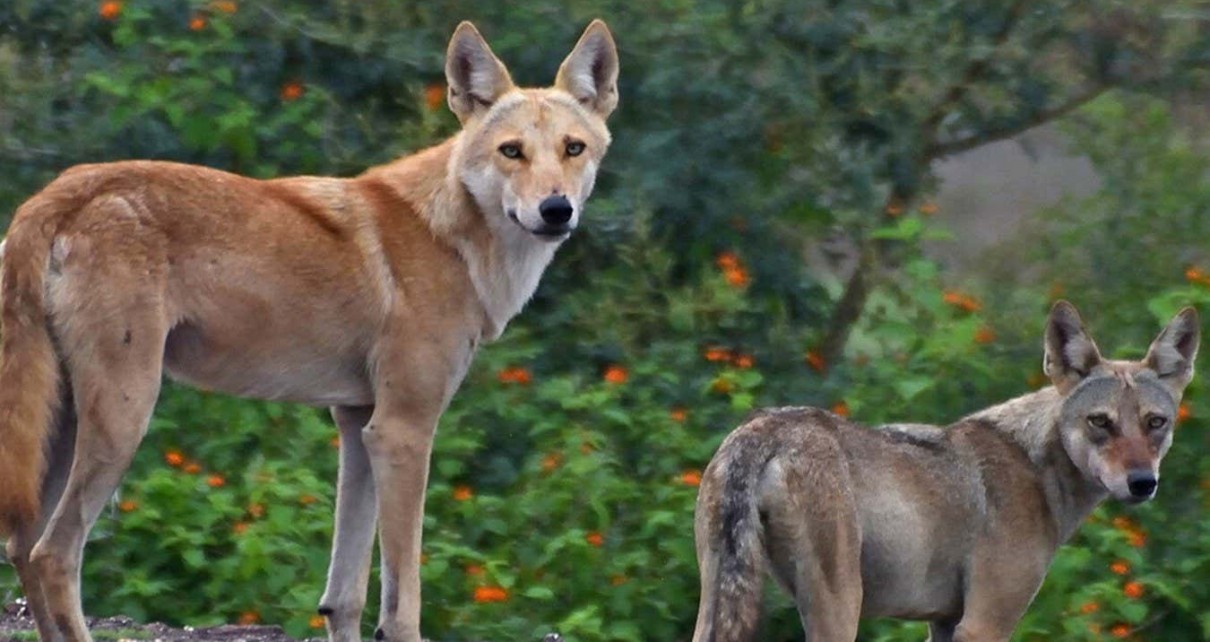 A wolf-dog hybrid has been confirmed in India for the first time