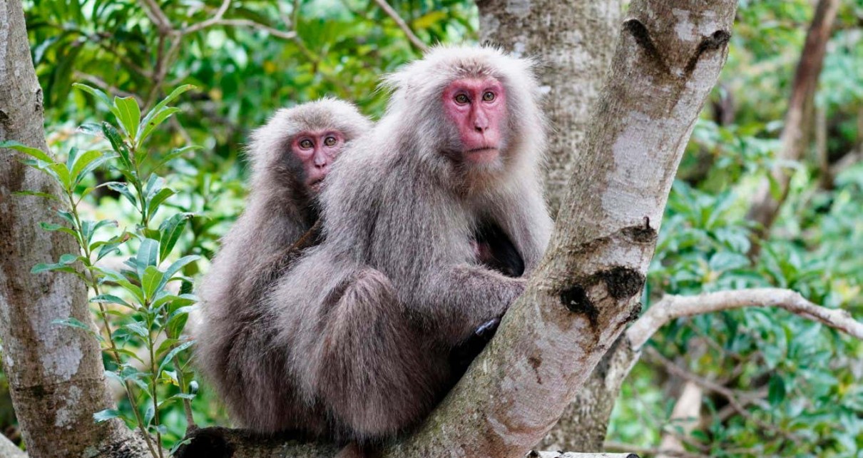 Japanese Macaque (Macaca fuscata) pair, Yakushima Island, Kagoshima, Japan