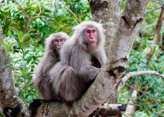 Japanese Macaque (Macaca fuscata) pair, Yakushima Island, Kagoshima, Japan