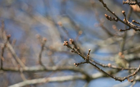 Oak buds contain a useful bacterium for separating rare earth elements