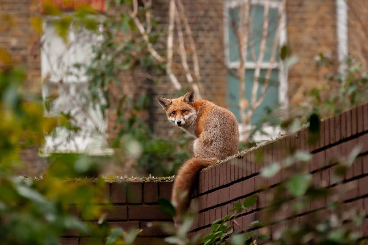 Urban red fox (Vulpes vulpes) wandering on top of brick wall spiked with broken glass on very early morning in residential gardens.; Shutterstock ID 1889796793; purchase_order: -; job: -; client: -; other: -