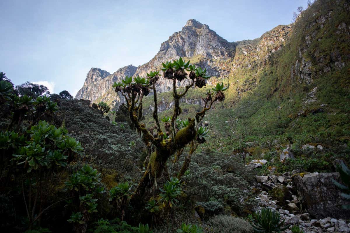 A dendrosenecio, or giant groundsel, rises from a valley floor high in the Rwenzoris. The plant protects itself from cold temperatures with a layer of dead leaves.