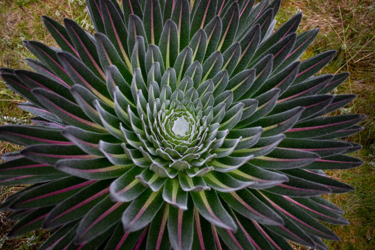 A giant rosette of a lobelia holds a bit of the water that regularly gets dumped on the mountains.
