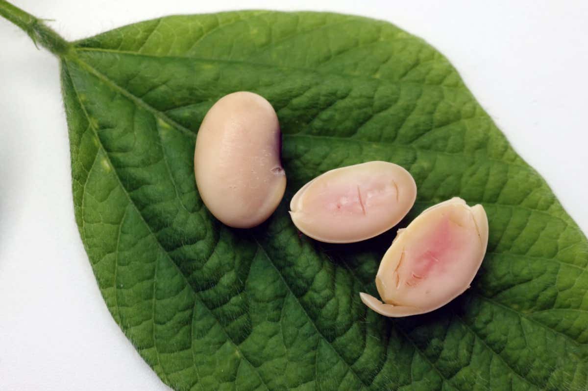 Piggy Sooy genetically modified soya beans
