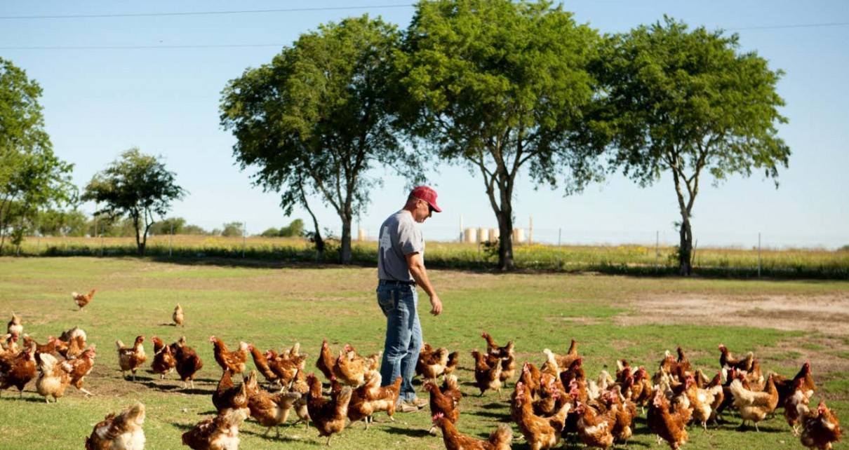Larry Brown, owner of Brown's Farm, which produces sustainable eggs for NestFresh, walks around the property in Gonzales, Texas, U.S., on Wednesday, May 5, 2021. Farmers are betting they can profit further with specialty eggs by adding another layer of premiumization: eggs from a special type of sustainable farm that can be trumpeted as being better for the planet. Photographer: Mary Kang/Bloomberg via Getty Images