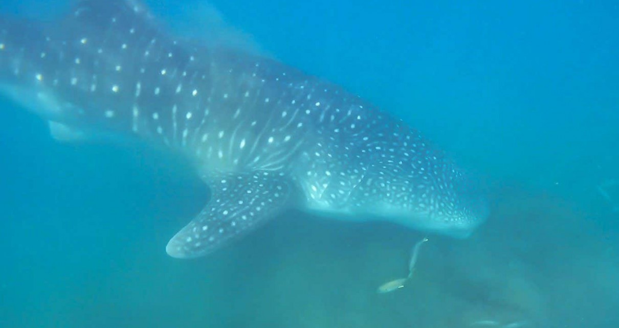 Whale shark seen bottom feeding for the first time