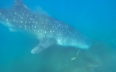 Whale shark seen bottom feeding for the first time