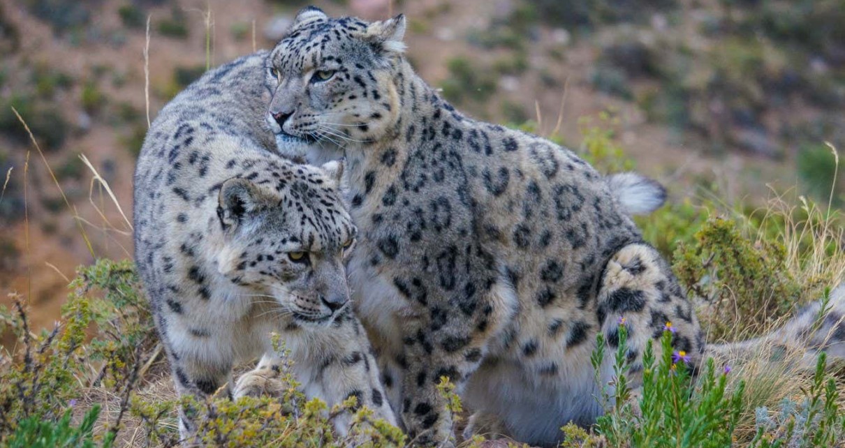 Male and female snow leopards come together.