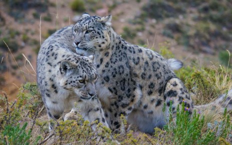 Male and female snow leopards come together.