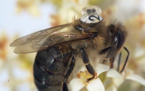 A bee with the sensor attached