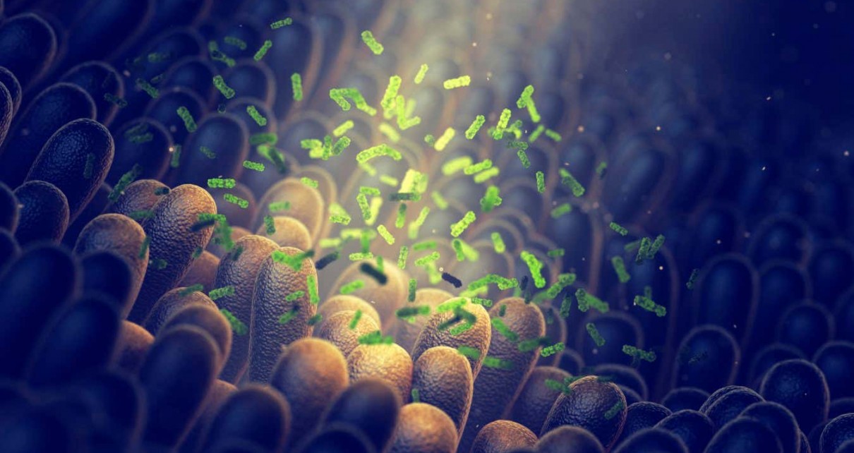 Could your gut bacteria influence how intelligent you are?