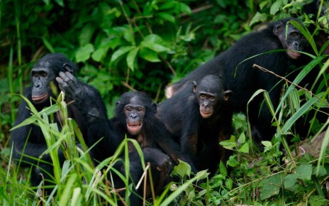 A group of Bonobos