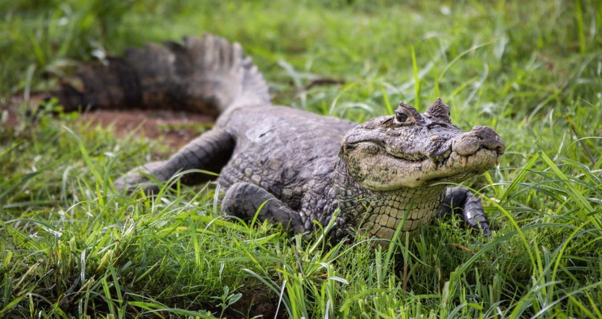 Crocodiles can reproduce without males – and maybe dinosaurs could too