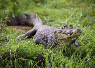 Crocodiles can reproduce without males – and maybe dinosaurs could too
