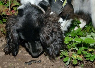 Newt-sniffing dog called Freya is helping to locate elusive amphibians