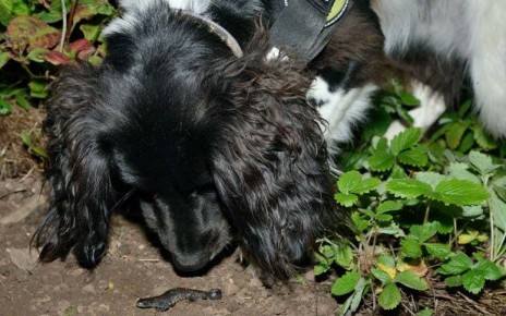 Newt-sniffing dog called Freya is helping to locate elusive amphibians