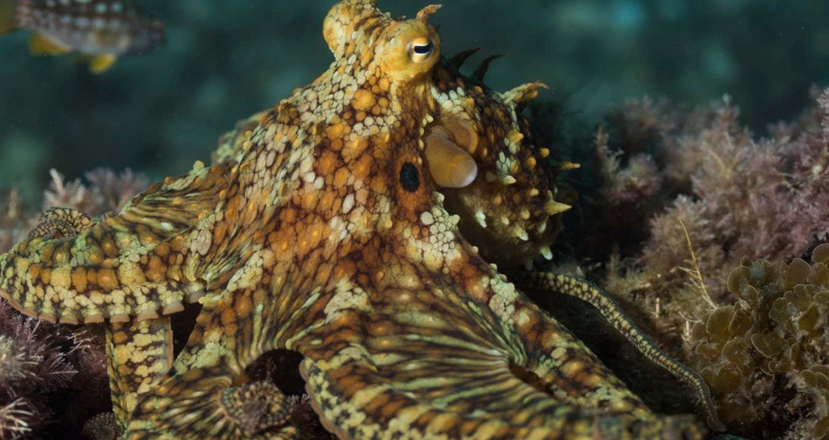 Octopuses edit their own genetic code to adapt to colder water
