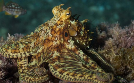 Octopuses edit their own genetic code to adapt to colder water