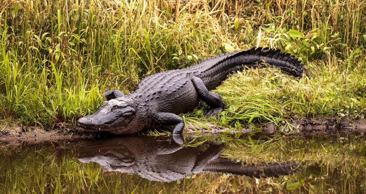 Alligators in Florida help other life thrive
