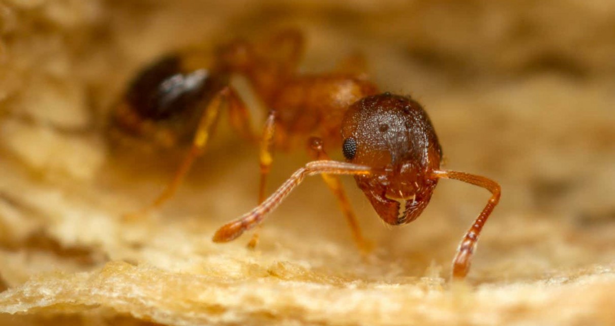 Life-extending parasite makes ants live at least three times longer