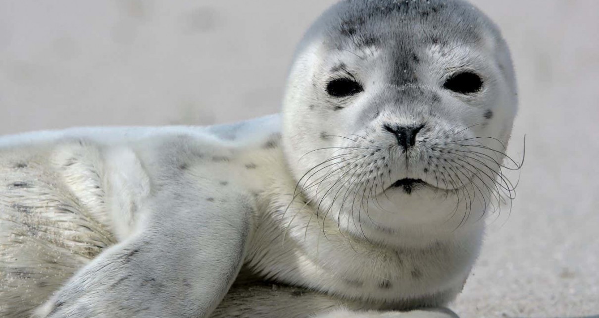 Male harbour seals may learn vocalisations years before they need them