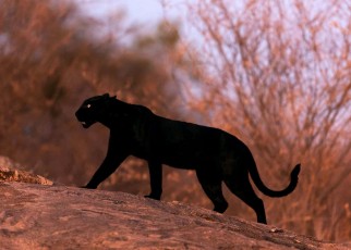 Are big cats like black panthers and leopards really roaming the UK?