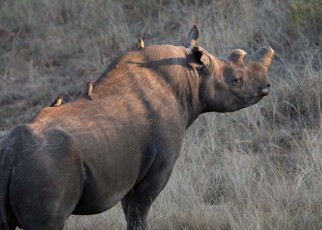 Dehorning may affect how rhinos interact and establish territory
