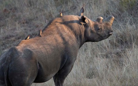 Dehorning may affect how rhinos interact and establish territory