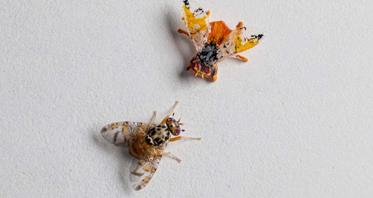 Male flies are better at mating after fighting off a robotic rival