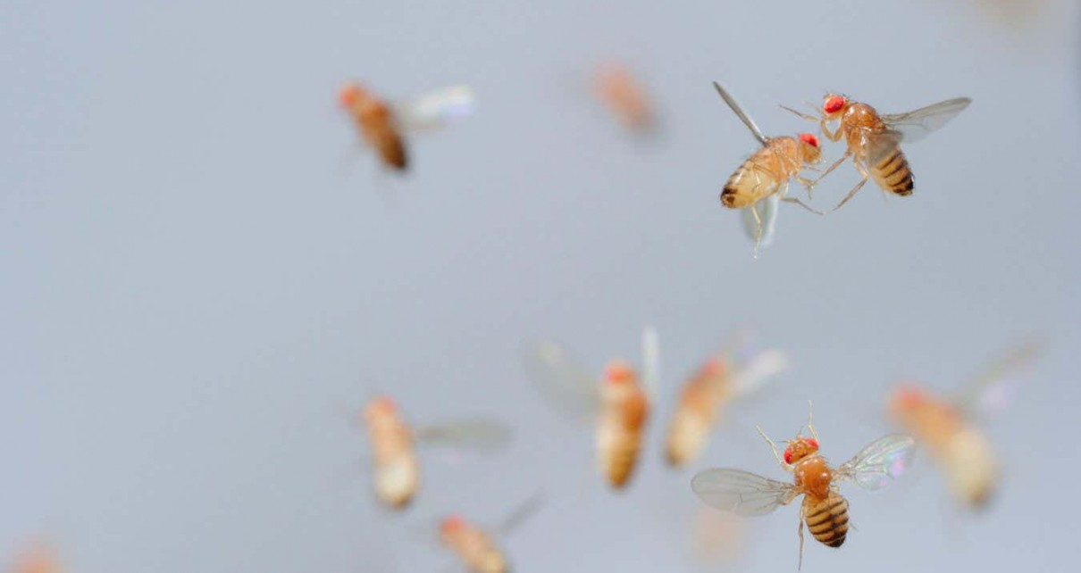 Flies die sooner if they see dead flies