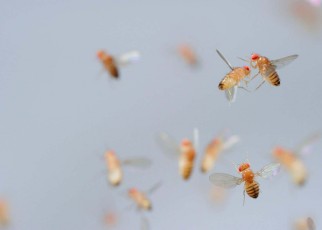 Flies die sooner if they see dead flies
