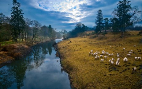 CF2MRN Sheep grazing on the banks of the River Till at Twizel, a tributary of the River Tweed.