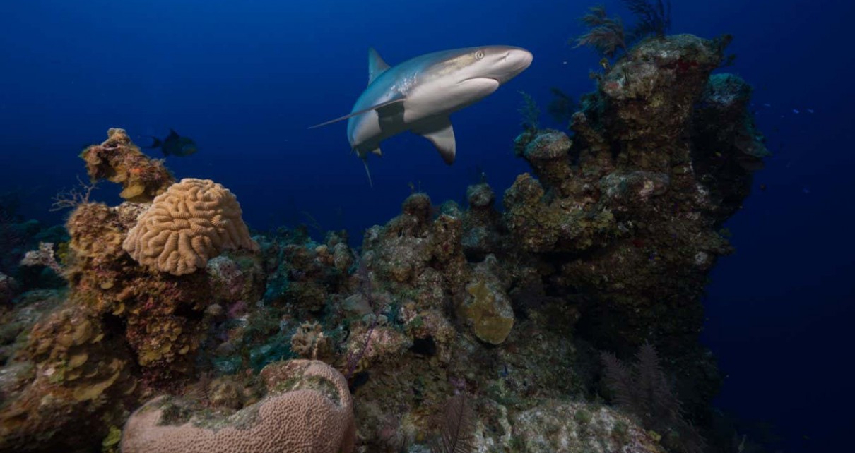 Reef sharks are being wiped out by overfishing so rays are taking over