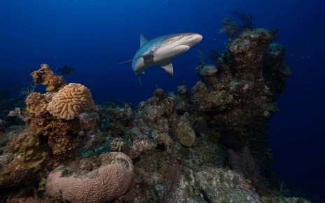 Reef sharks are being wiped out by overfishing so rays are taking over