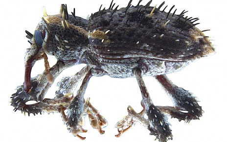 Acicnemis ryukyuana: Strange, spiny beetle discovered in Japan