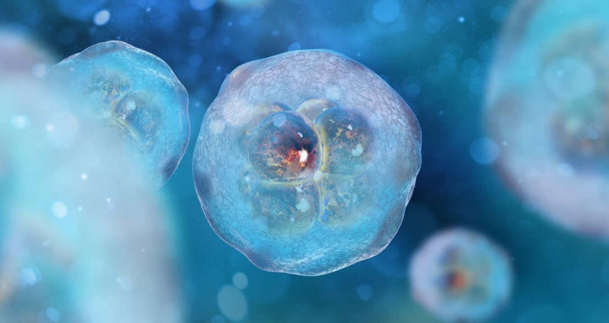 What are 'synthetic embryos' and why are scientists making them?